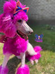 Dog hair dye dog dye perfect pink pretty in pink colorful animals cute animals cute puppies cute. Opawz Permanent Dye For Dog And Horse Creative Grooming Dog Hair Dye Pink Dog