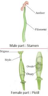 What did you learn in class vii cell structure and function? Ncert Solutions For Class 7th Ch 12 Reproduction In Plants Science