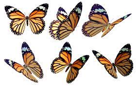 Butterflies 4 Png Stock Butterfly Clip Art Butterfly Butterfly Drawing
