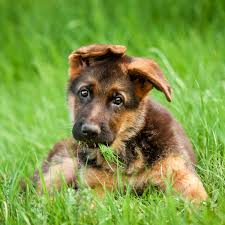 If they are not up when the dog is through teething (this varies from dog to dog but in general between 16 weeks and 20 weeks of age) i tell my puppy customers to get very interested in their ears. German Shepherd Puppy Ear Stages German Shepherd Dog Hq