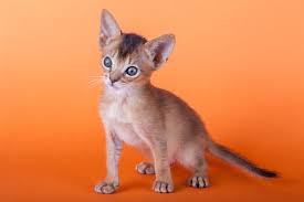 Abyssinian kittens for sale, (felis catus), also abyssinian kittens are born with dark coats that gradually lighten as they mature, usually over several months. Abyssinian Cats For Sale In Wisconsin