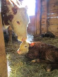 Mom Calf Reminds Me Of Being On The Farm When I Was A Little Girl Cute Cows Farm Animals Animals Wild