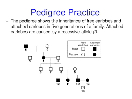 Human Genetics Ppt Download