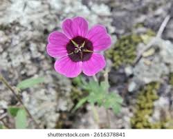 Image result for Geranium ocellatum