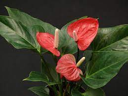 Anthurium Small Talk Red Pohlmans Anthurium Vibrant Flower Indoor Plants