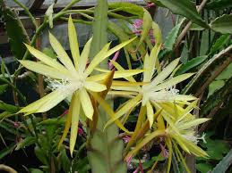 Check spelling or type a new query. Disocactus Macranthus Has These Amazing Large Yellow Flowers Bcss Cactus Cacti Cacti And Succulents Desert Plants Cactus