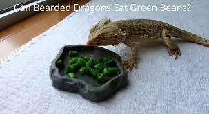 Bearded dragons are omnivores, meaning that they eat both plants and animals. Can Bearded Dragons Eat Green Beans Grim Dragon