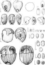 Image result for Bulbostylis congolensis