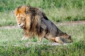 1300 x 1180 jpeg 290 кб. Heartbreaking Images Show Final Days Of Starving Lion Known As Skybed Scar In Kruger National Park World News Mirror Online