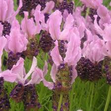 Check spelling or type a new query. French Lavender Fragrant Deep Purple Flowers With Rosy Purple Bracts