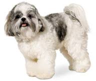Shih Tzu Dog Breed Facts And Personality Traits Hill S Pet