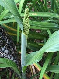 Check spelling or type a new query. Corn Flowers Forums