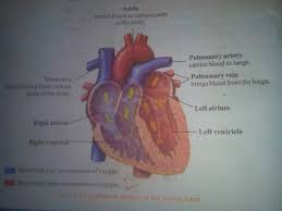 Then the blood becomes oxygen poor and the process starts again. How To Describe The Internal Structure Of The Human Heart Quora