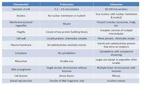 Prokaryote V Eukaryote Table Prokaryotic Cell Nuclear Membrane Prokaryotes