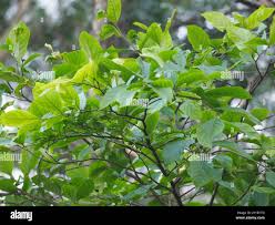 Image result for Homalium