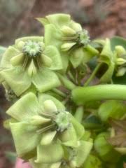 Image result for Pachycarpus lineolatus