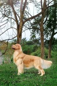 To learn more about each adoptable golden retriever, click on the i icon. Pin On Golden Retrievers