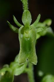 Image result for Nidorella auriculata