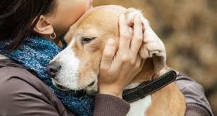 If you live in new york city and are hoping to adopt from us, check out the dogs available at our adoption center. Pakistan S First Mobile App Ready To Rescue Animals Newsbox
