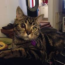 Meet Matilda The Cat With Mysterious Alien Eyes Cats Cute Cats Cat Vet