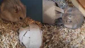 How To Stop A Hamster Cage From Smelling - Aroma Care Solutions