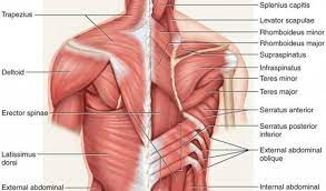 For more videos visit seewhayanatomy.com or follow us on twitter @seewhyanatomy. Gas Merchandising Zamijeniti Trunk Anatomy Portland Homebuilders Com