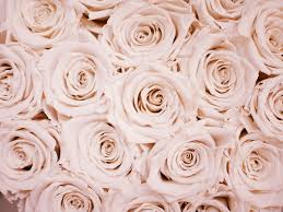 Perfect birthday decoration set for girls and ladies. Rose Gold Wallpapers Free Hd Download 500 Hq Unsplash