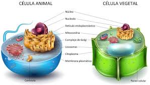Resultado de imagen de celulas