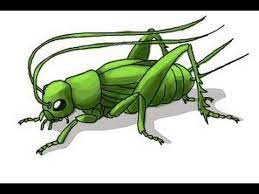 How To Draw A Cricket - Youtube