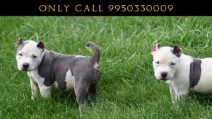 Maybe you would like to learn more about one of these? American Bully Puppies Sale In Best Price In Jaipur Pet Upcoming Breedings American Bully Puppies American Bully Puppy For Sale American Bully Puppies Puppies