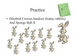 Dihybrid cross worksheet in rabbits, gray hair is dominant to white ggbb ggbb 2. How Do Traits Pass From Parents To Offspring Ppt Download
