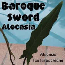 If it's majesty and impressive size you're after in your garden, elephant ears are a great choice. Polynesian Produce Stand Baroque Sword Elephant Ear Narrow Scalloped Leaf Alocasia Lauterbachiana Plant