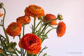 Orange Ranunculus Flower Orange Wedding Flowers Orange Ranunculus Orange Flowers