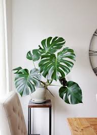 45 Beautiful Indoor Plant Ideas House Plants Decor House Plants Indoor Plant Decor
