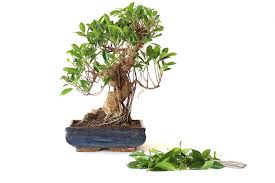 They are very robust and vigorous bonsai trees. Pruning Bonsai Cutting Branches To Shape The Tree Bonsai Empire