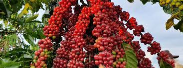 Image result for Coffea canephora