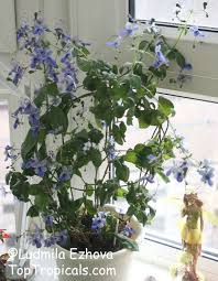 Image result for Rotheca wildii