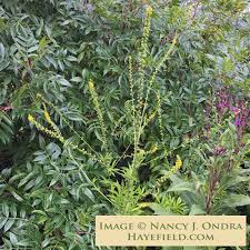 Image result for Agrimonia