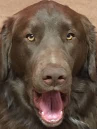 A popular variety is the great pyrenees black lab mix, to achieve that black coat. Great Pyrenees Chocolate Lab Mix Great Pyrenees Chocolate Lab Mix Dogs And Puppies