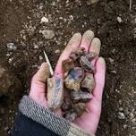 Be a Rockhound: Dig for Crystals and Bones