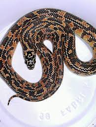 Mosaic Florida King Snake Florida King Snake Snake Pets