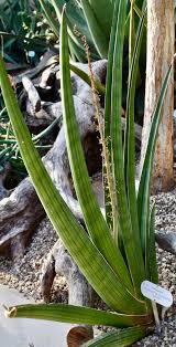 Image result for Sansevieria pearsonii