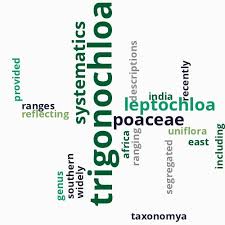 Image result for Leptochloa uniflora