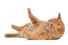 Png Cat By Eross 666 Declawing Cats Cat Facts Tabby Cat