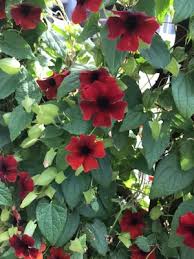 Image result for Thunbergianthus