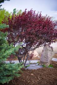There are 238 flowering plum trees for sale on etsy, and they cost $26.83 on average. Plum Purple Leaf Sandcherry Trees For Sale In Colorado Buy The Best Plants For Your Landsc Purple Leaf Plum Tree Purple Leaf Sand Cherry Flowering Plum Tree
