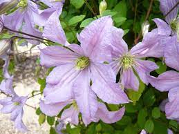 We did not find results for: Clematis Prince Charles