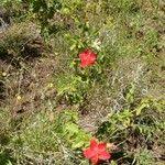 Image result for Hibiscus aponeurus