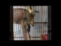 Full kicau trucukan nonstop 5 jam sangat cocok buat pancingan burung kesayangan anda mp3 duration 5:00:06 size. 87 Gambar Burung Trucuk Garuda Kekinian Gambar Pixabay