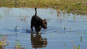They're sweet dogs, and gorgeous. Happy Dog Is Playing And Stock Footage Video 100 Royalty Free 20901814 Shutterstock